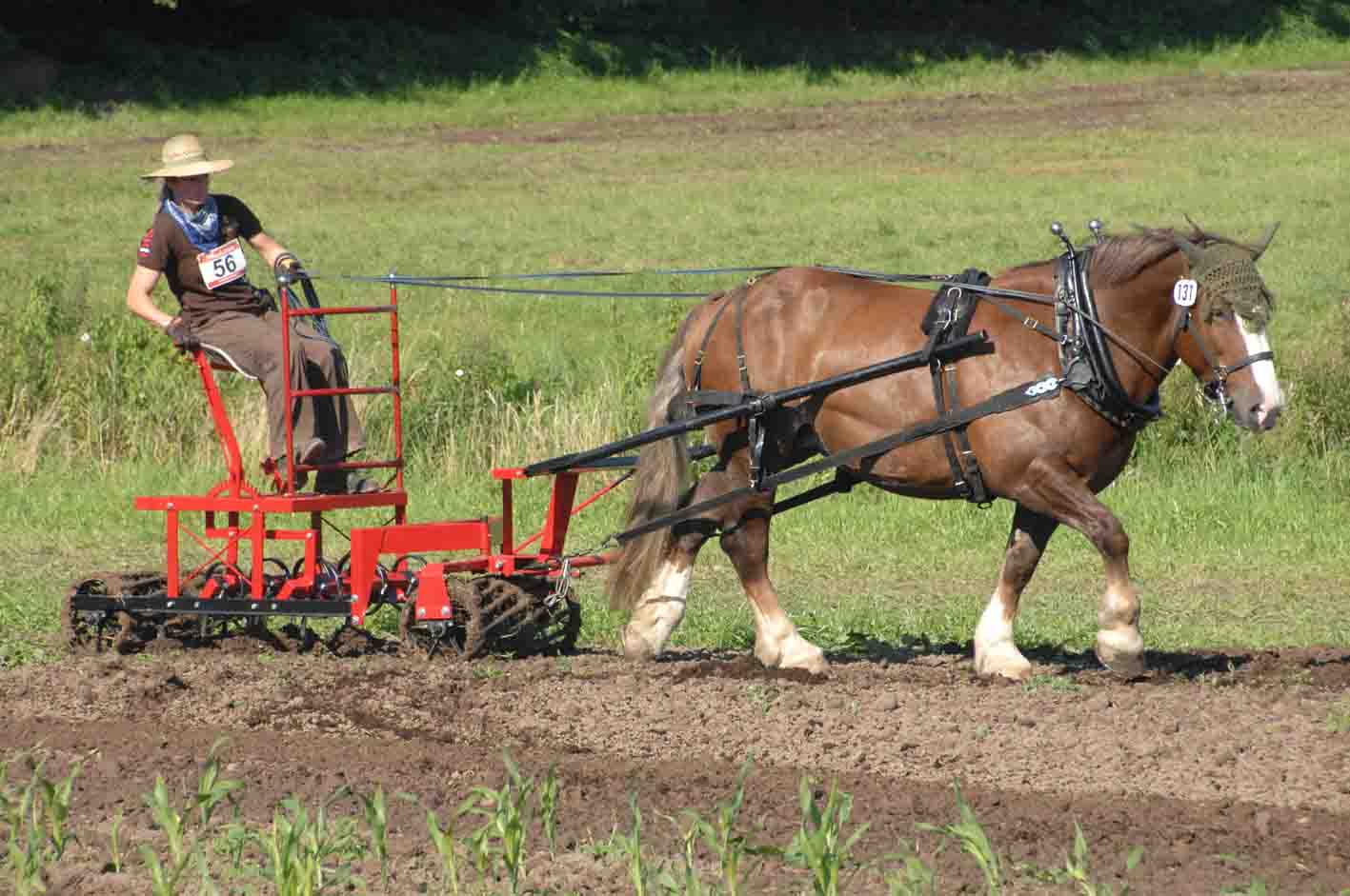 Agrar und Landwirtschaft Pferdehof